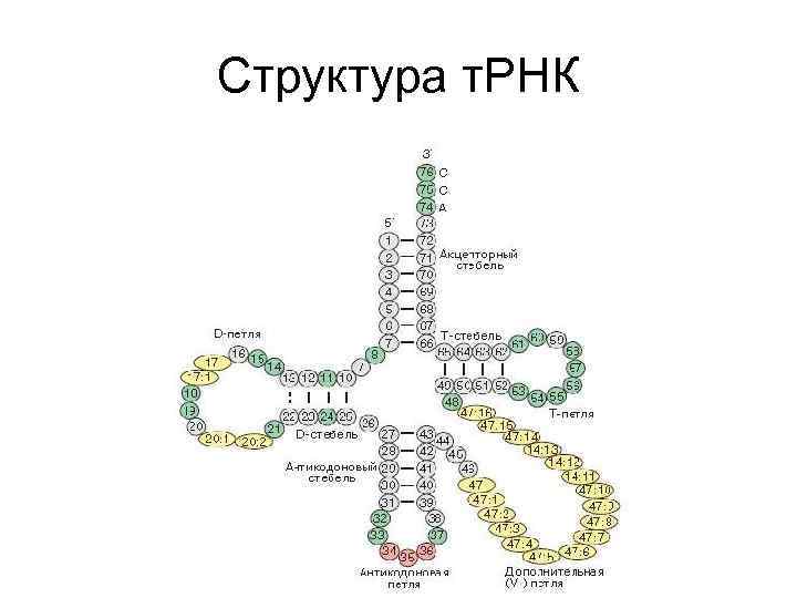 Структура т. РНК 