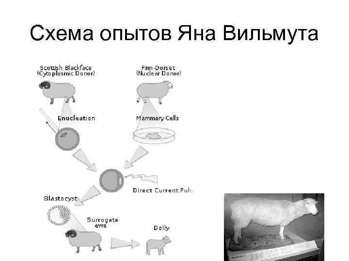 Схема опытов Яна Вильмута 