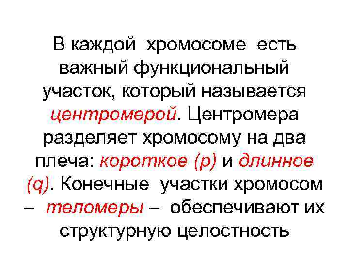 В каждой хромосоме есть важный функциональный участок, который называется центромерой. Центромера разделяет хромосому на