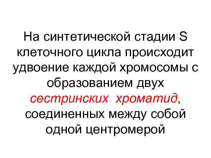 На синтетической стадии S клеточного цикла происходит удвоение каждой хромосомы с образованием двух сестринских