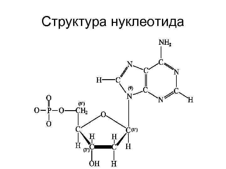 Структура нуклеотида 