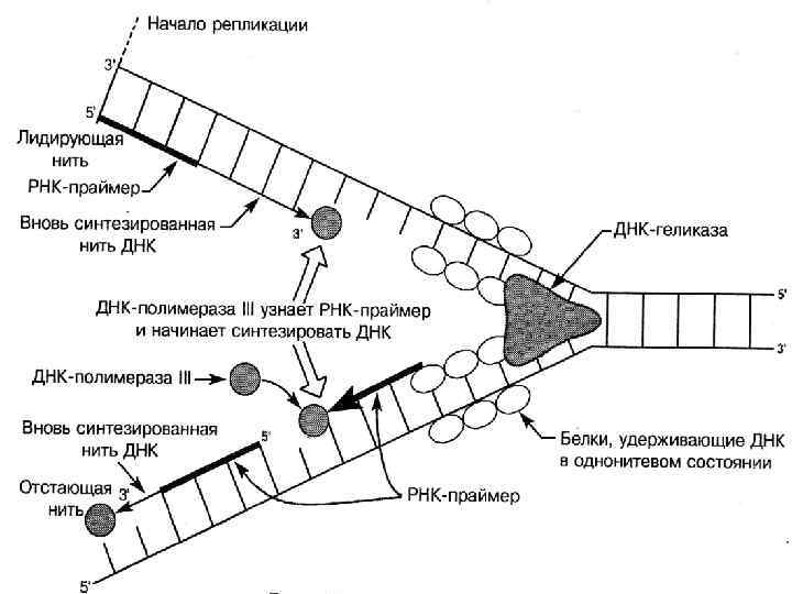 Геликаза