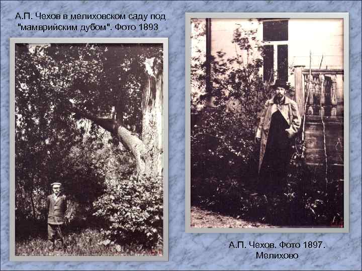А. П. Чехов в мелиховском саду под "мамврийским дубом". Фото 1893 А. П. Чехов.