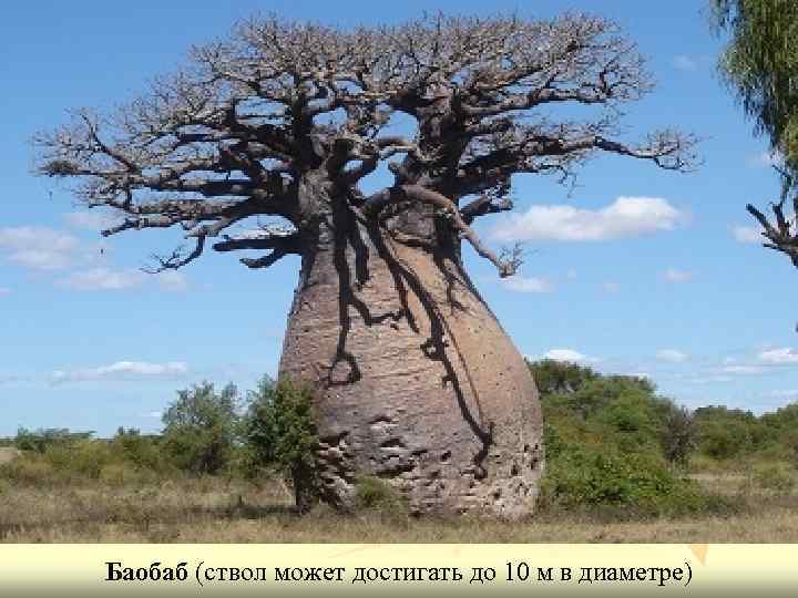 Баобаб (ствол может достигать до 10 м в диаметре) 