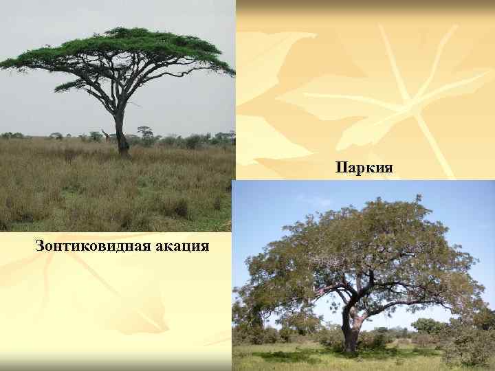 Паркия Зонтиковидная акация 