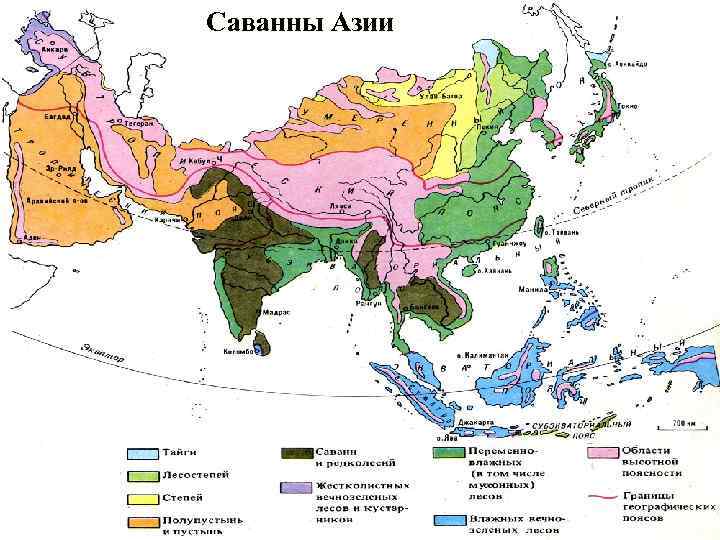 Саванны Азии 