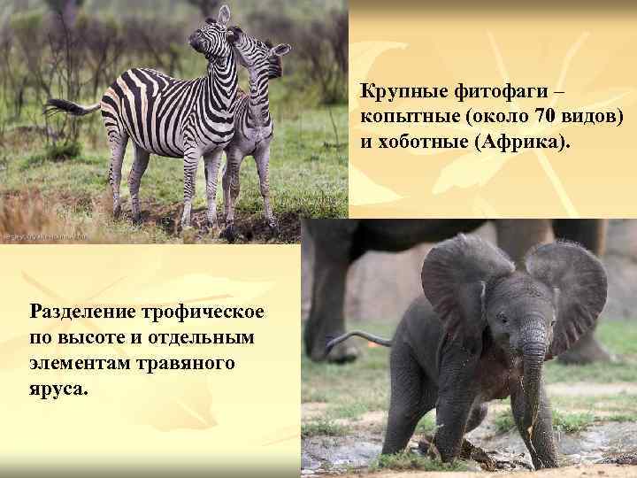 Крупные фитофаги – копытные (около 70 видов) и хоботные (Африка). Разделение трофическое по высоте