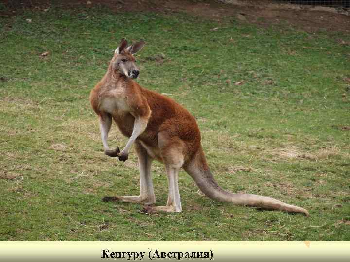 Кенгуру (Австралия) 