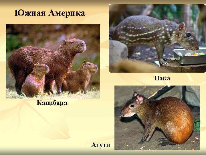 Южная Америка Пака Капибара Агути 