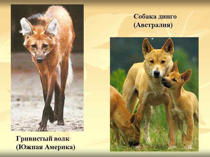 Собака динго (Австралия) Гривистый волк (Южная Америка) 