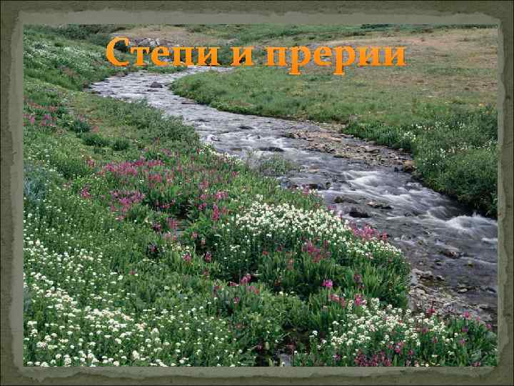 Степи и прерии 
