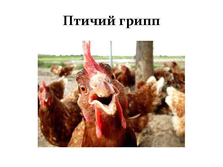 Птичий грипп 
