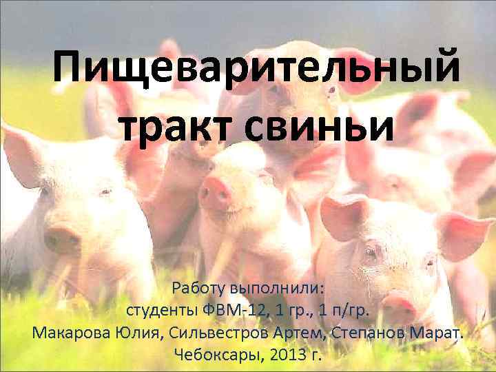 Пищеварительный тракт свиньи Работу выполнили: студенты ФВМ-12, 1 гр. , 1 п/гр. Макарова Юлия,