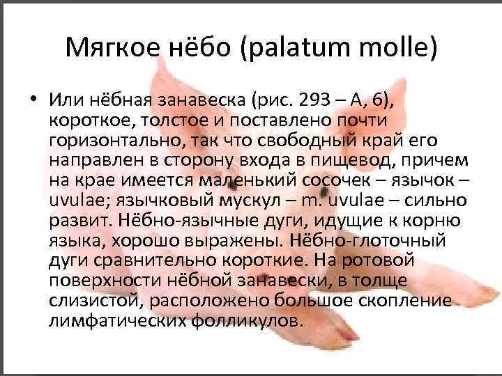 Мягкое нёбо (palatum molle) • Или нёбная занавеска (рис. 293 – А, 6), короткое,