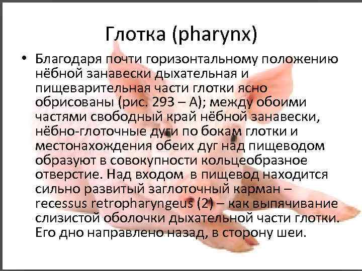 Глотка (pharynx) • Благодаря почти горизонтальному положению нёбной занавески дыхательная и пищеварительная части глотки