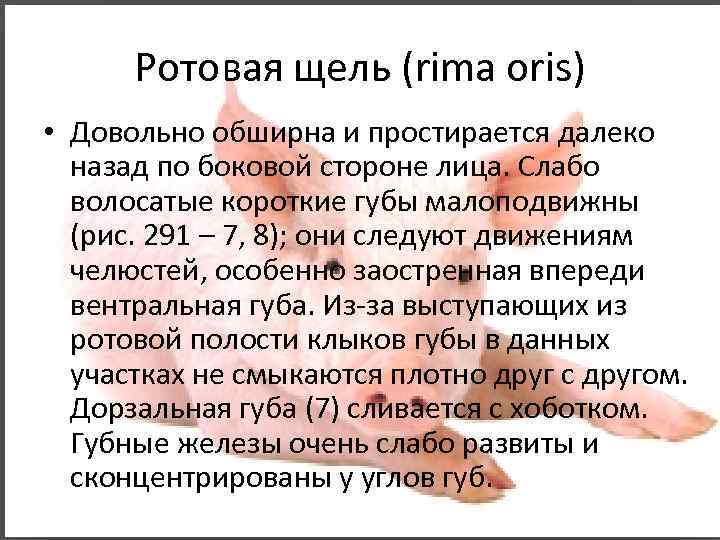 Ротовая щель (rima oris) • Довольно обширна и простирается далеко назад по боковой стороне