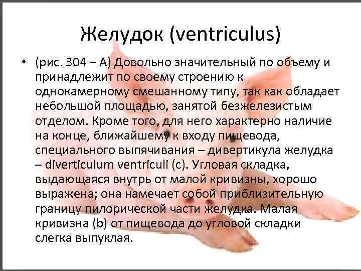 Желудок (ventriculus) • (рис. 304 – А) Довольно значительный по объему и принадлежит по