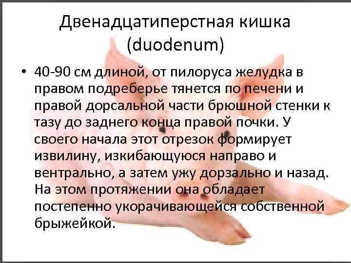 Двенадцатиперстная кишка (duodenum) • 40 -90 см длиной, от пилоруса желудка в правом подреберье