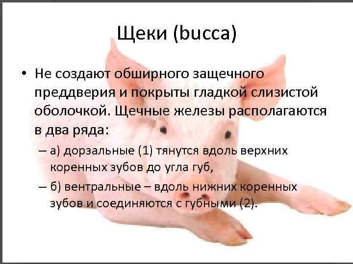 Щеки (bucca) • Не создают обширного защечного преддверия и покрыты гладкой слизистой оболочкой. Щечные