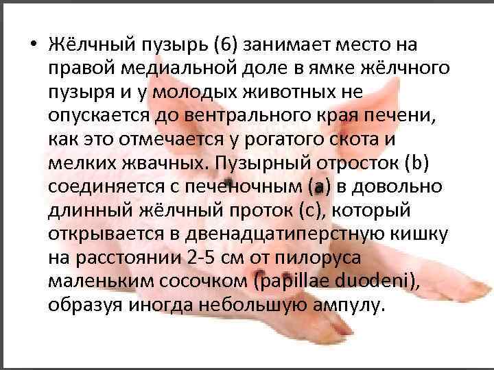  • Жёлчный пузырь (6) занимает место на правой медиальной доле в ямке жёлчного