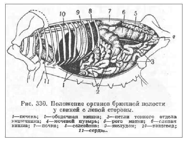 Кишечник свиньи схема