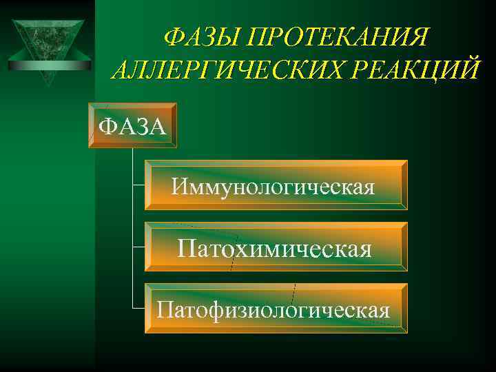 ФАЗЫ ПРОТЕКАНИЯ АЛЛЕРГИЧЕСКИХ РЕАКЦИЙ ФАЗА Иммунологическая Патохимическая Патофизиологическая 