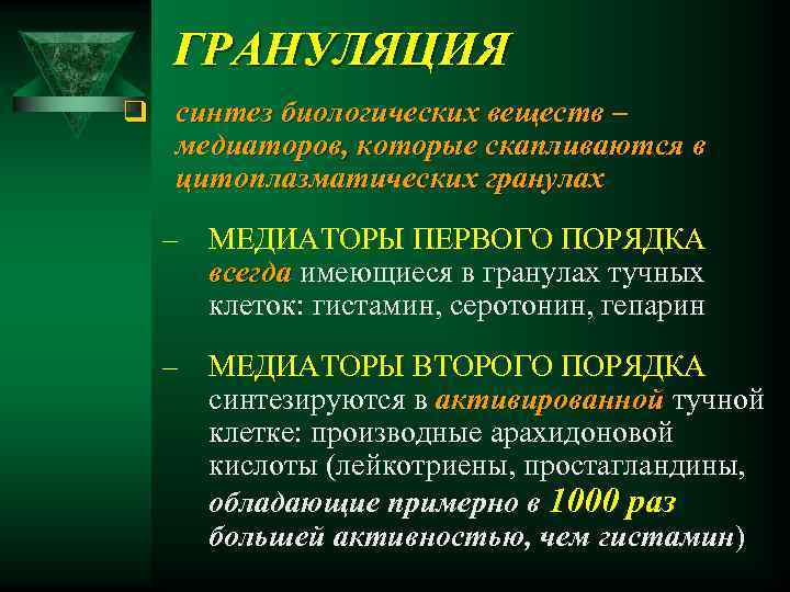 ГРАНУЛЯЦИЯ q синтез биологических веществ – медиаторов, которые скапливаются в цитоплазматических гранулах – МЕДИАТОРЫ