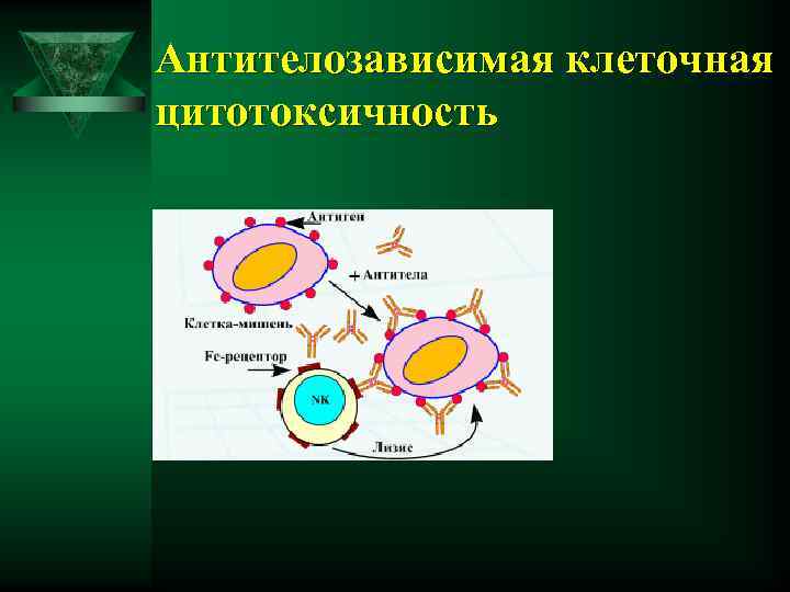 Антителозависимая клеточная цитотоксичность 