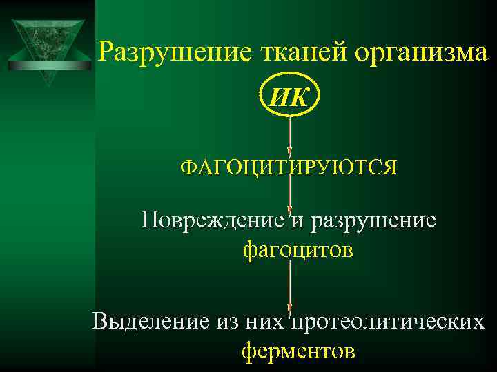 Разрушение тканей организма ИК ФАГОЦИТИРУЮТСЯ Повреждение и разрушение фагоцитов Выделение из них протеолитических ферментов