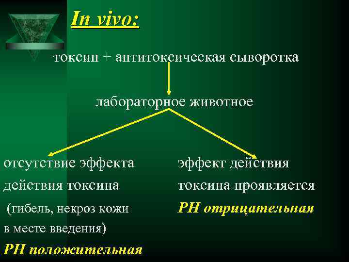 In vivo: токсин + антитоксическая сыворотка лабораторное животное отсутствие эффекта действия токсина (гибель, некроз