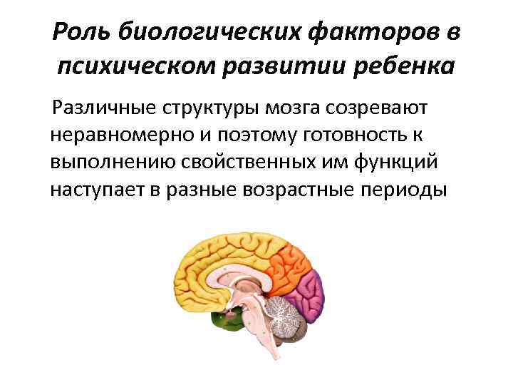 Роль биологических факторов в психическом развитии ребенка Различные структуры мозга созревают неравномерно и поэтому