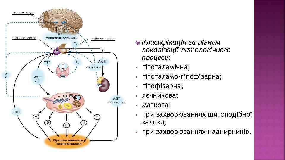 • • Класифікація за рівнем локалізації патологічного процесу: гіпоталамічна; гіпоталамо-гіпофізарна; яєчникова; маткова; при