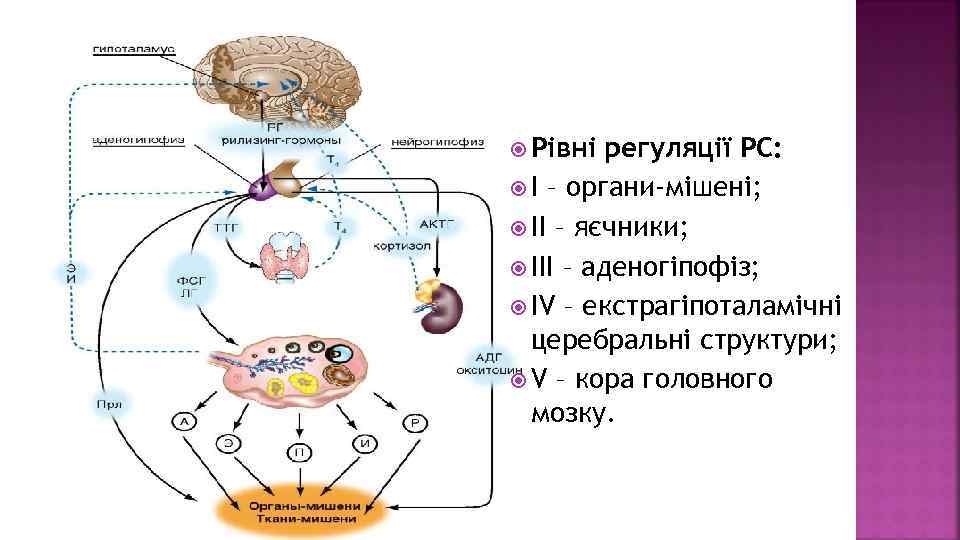  Рівні регуляції РС: І – органи-мішені; ІІ – яєчники; ІІІ – аденогіпофіз; ІV