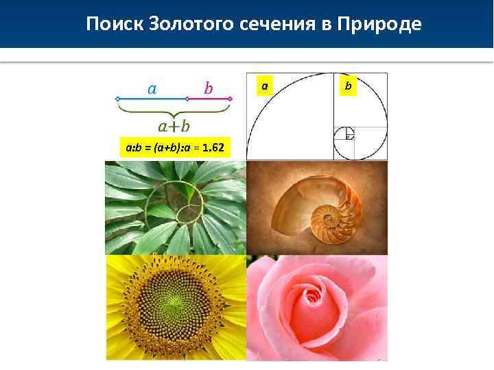 Поиск Золотого сечения в Природе a Восстание Спартака a: b = (a+b): a =