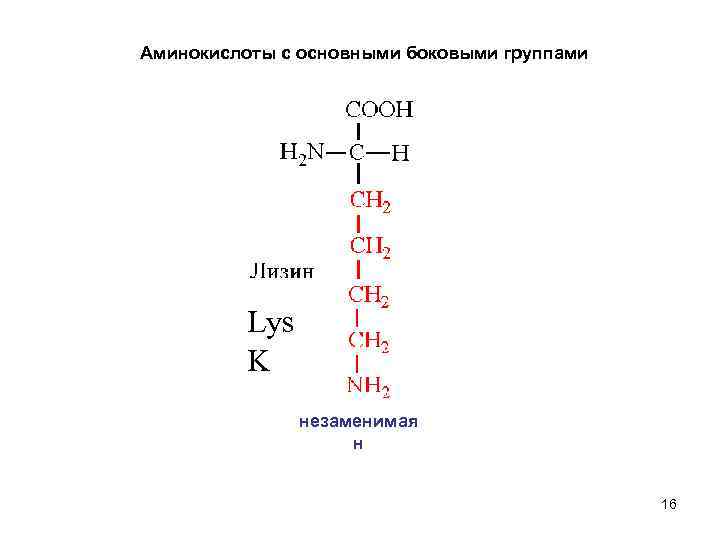 Аминокислоты с основными боковыми группами Lys K незаменимая н 16 