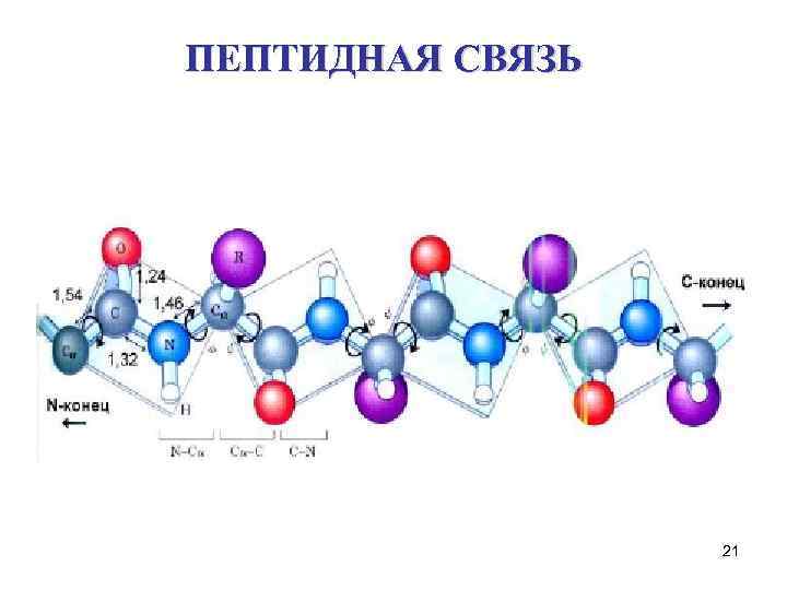 ПЕПТИДНАЯ СВЯЗЬ 21 