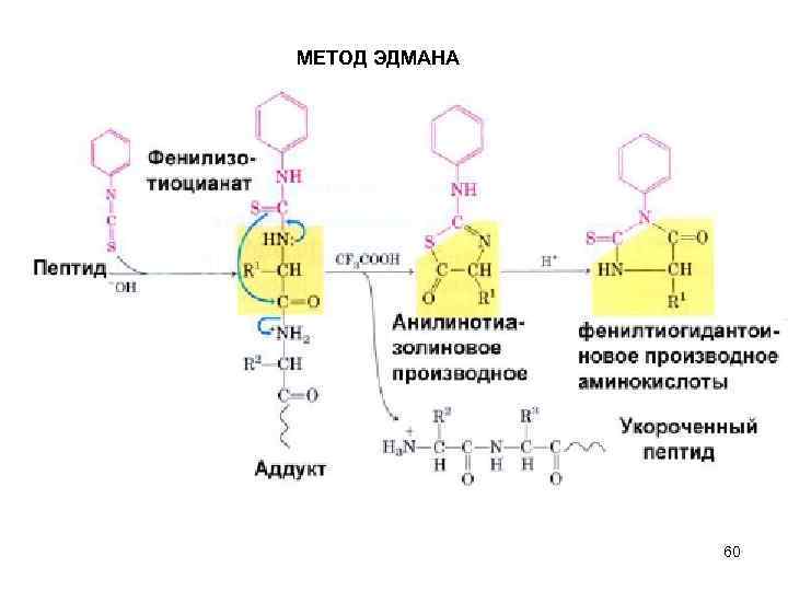 МЕТОД ЭДМАНА 60 