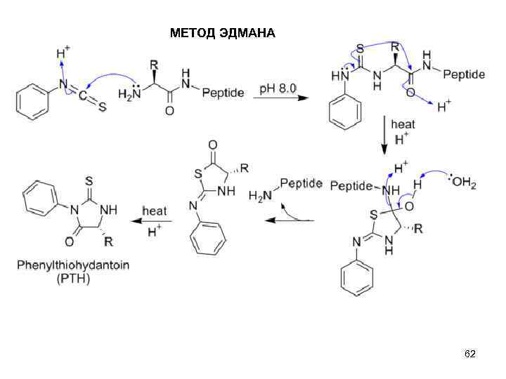 МЕТОД ЭДМАНА 62 