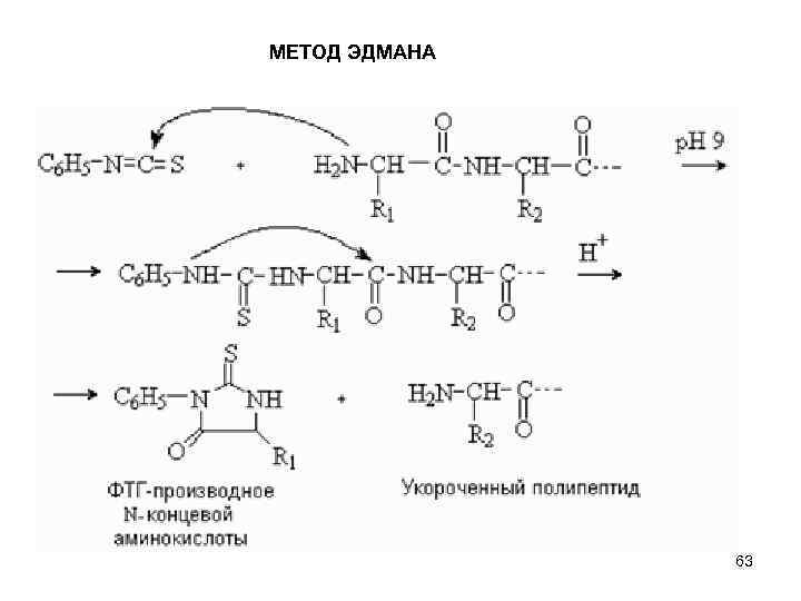 Фолликулярный юнит. Метод Эдмана биохимия. Метод Эдмана реакция. Реакция Эдмана с пептидом. Метод секвенирования по Эдману.