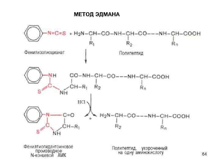 МЕТОД ЭДМАНА 64 