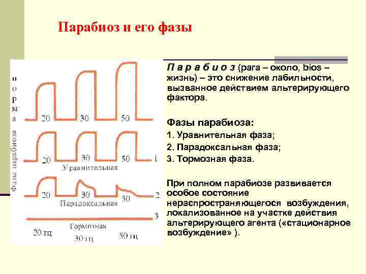 Парабиоз и его фазы П а р а б и о з (para –