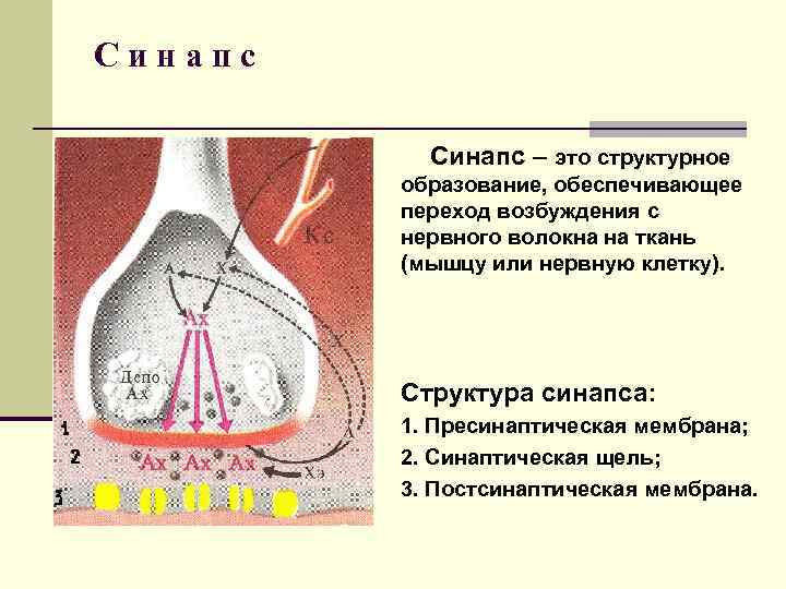 Синапс – это структурное образование, обеспечивающее переход возбуждения с нервного волокна на ткань (мышцу