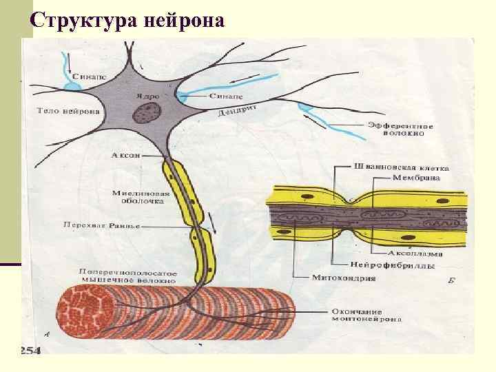 Структура нейрона 