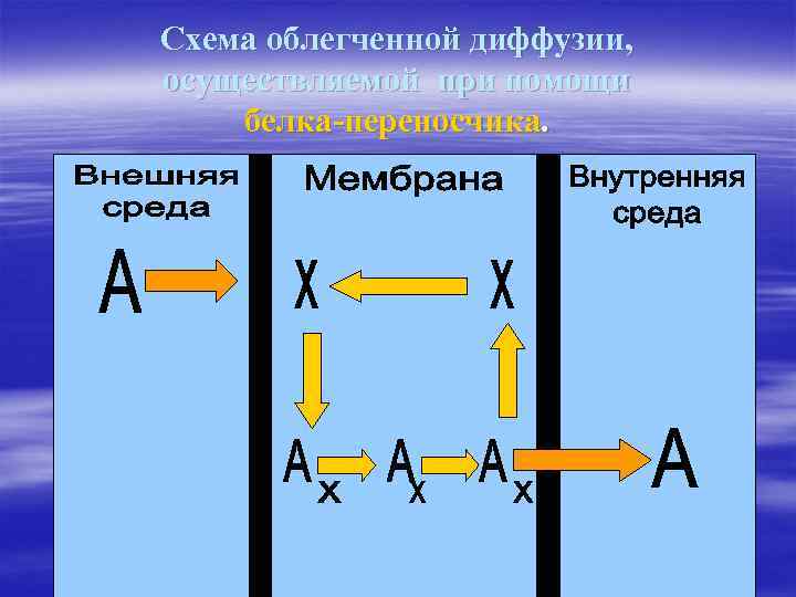 Схема облегченной диффузии, осуществляемой при помощи белка-переносчика. 