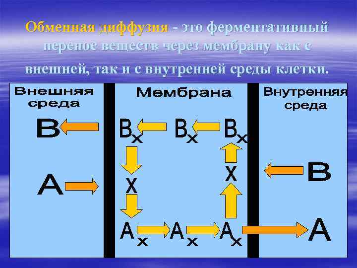 Обменная диффузия - это ферментативный перенос веществ через мембрану как с внешней, так и