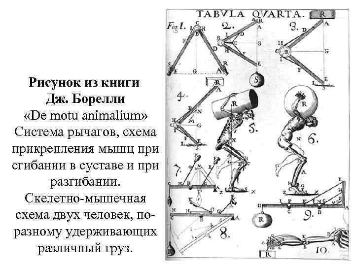 Рисунок из книги Дж. Борелли «De motu animalium» Система рычагов, схема прикрепления мышц при