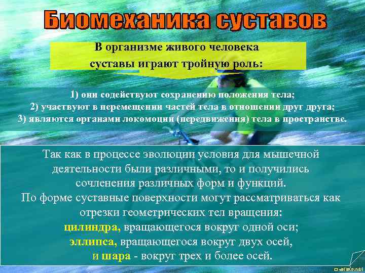 В организме живого человека суставы играют тройную роль: 1) они содействуют сохранению положения тела;