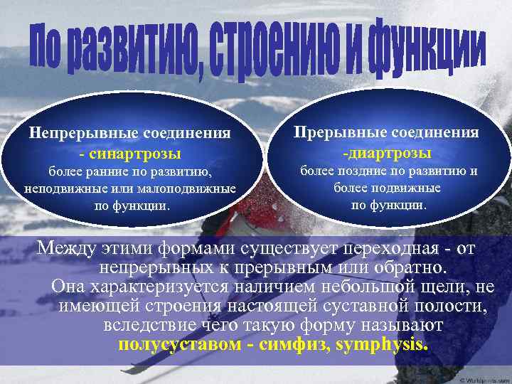 Непрерывные соединения - синартрозы более ранние по развитию, неподвижные или малоподвижные по функции. Прерывные