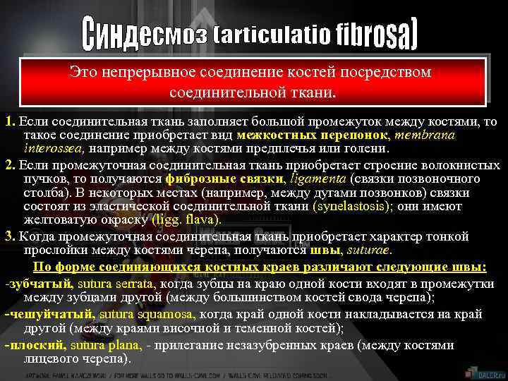 Это непрерывное соединение костей посредством соединительной ткани. 1. Если соединительная ткань заполняет большой промежуток