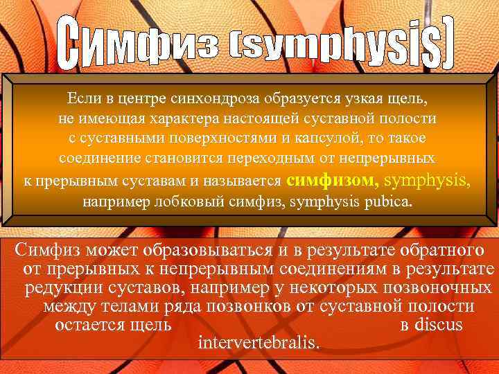 Если в центре синхондроза образуется узкая щель, не имеющая характера настоящей суставной полости с